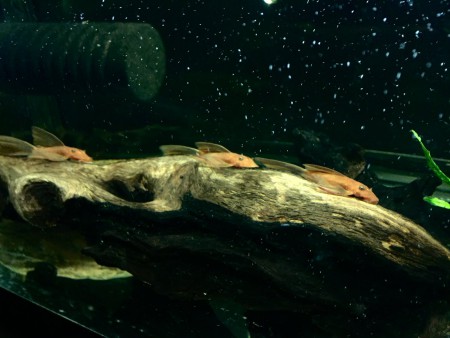 Ancistrus Red Lonfins